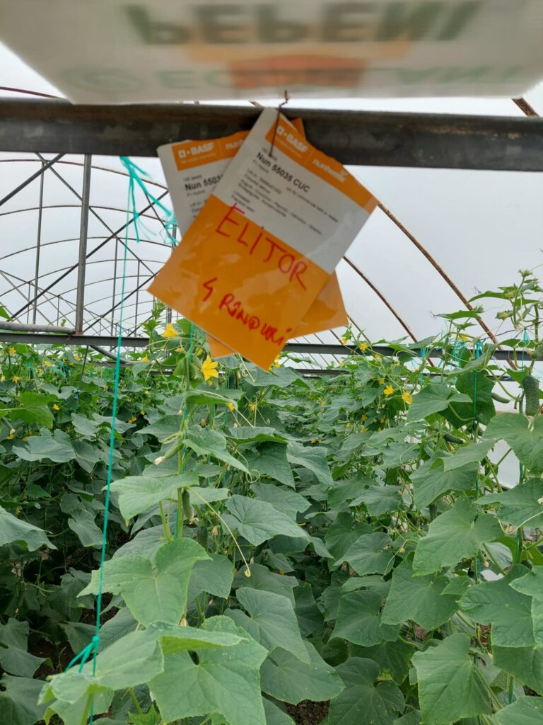 ecoplant-castraveti-01