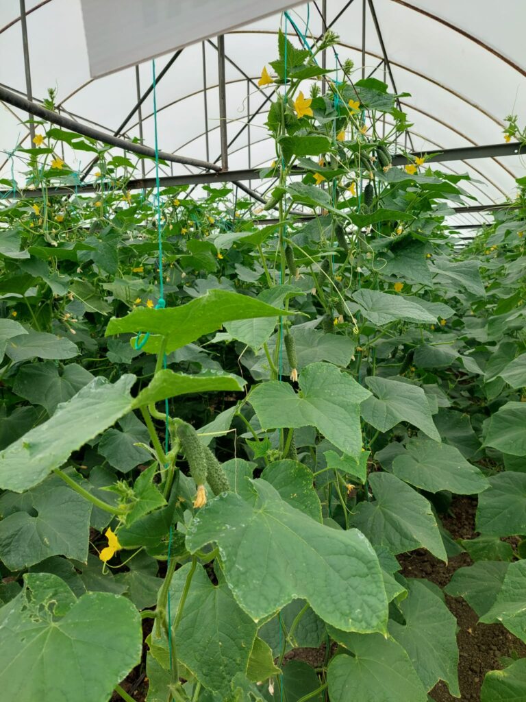 ecoplant-castraveti-02