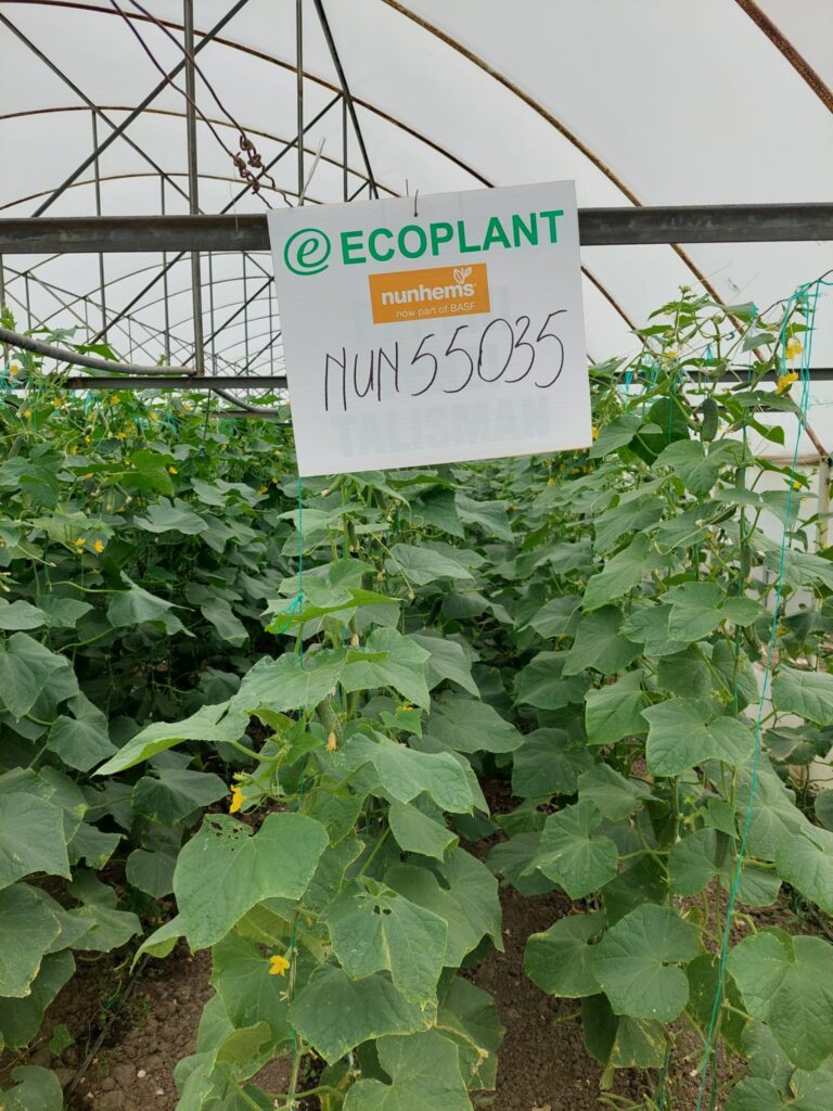 ecoplant-castraveti-03