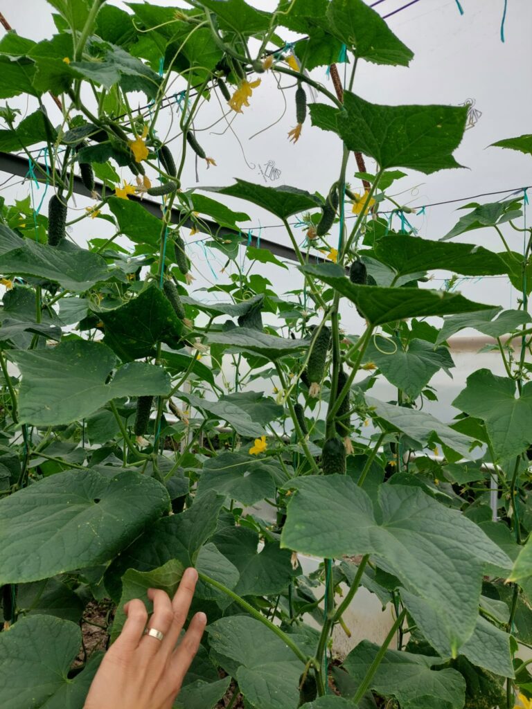 ecoplant-castraveti-04