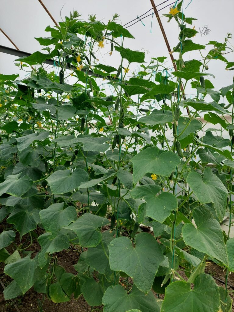 ecoplant-castraveti-05