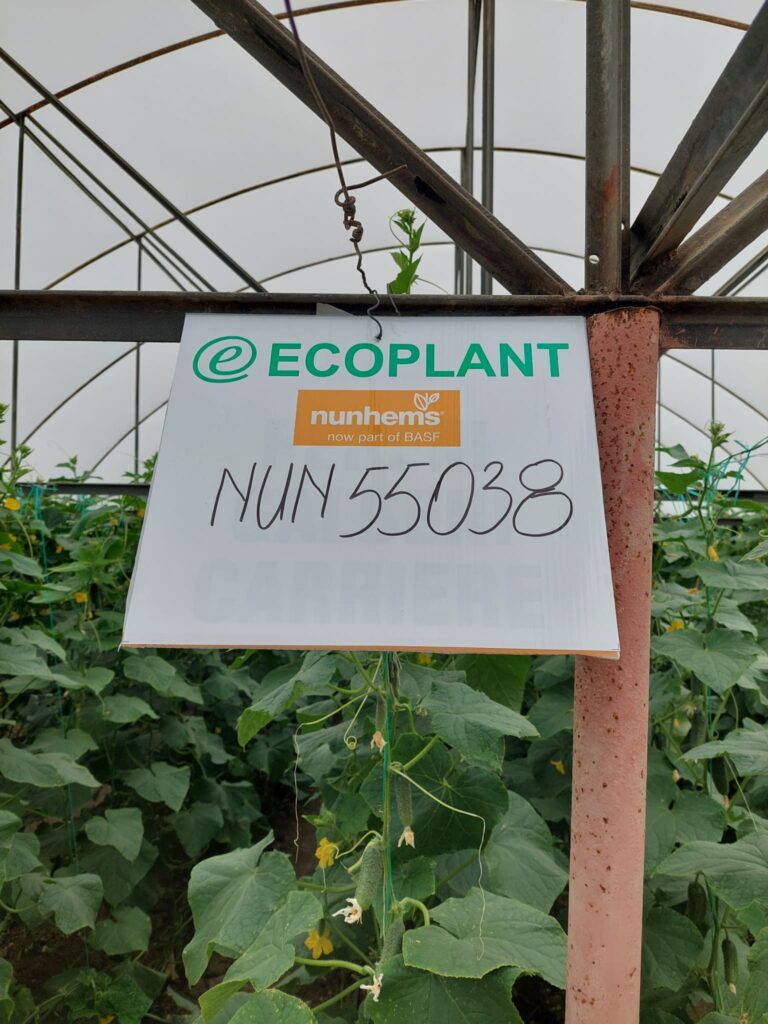 ecoplant-castraveti-06