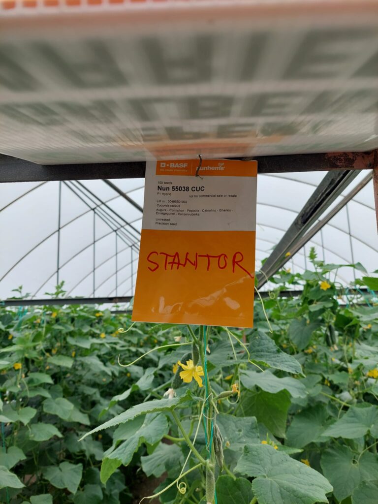 ecoplant-castraveti-07