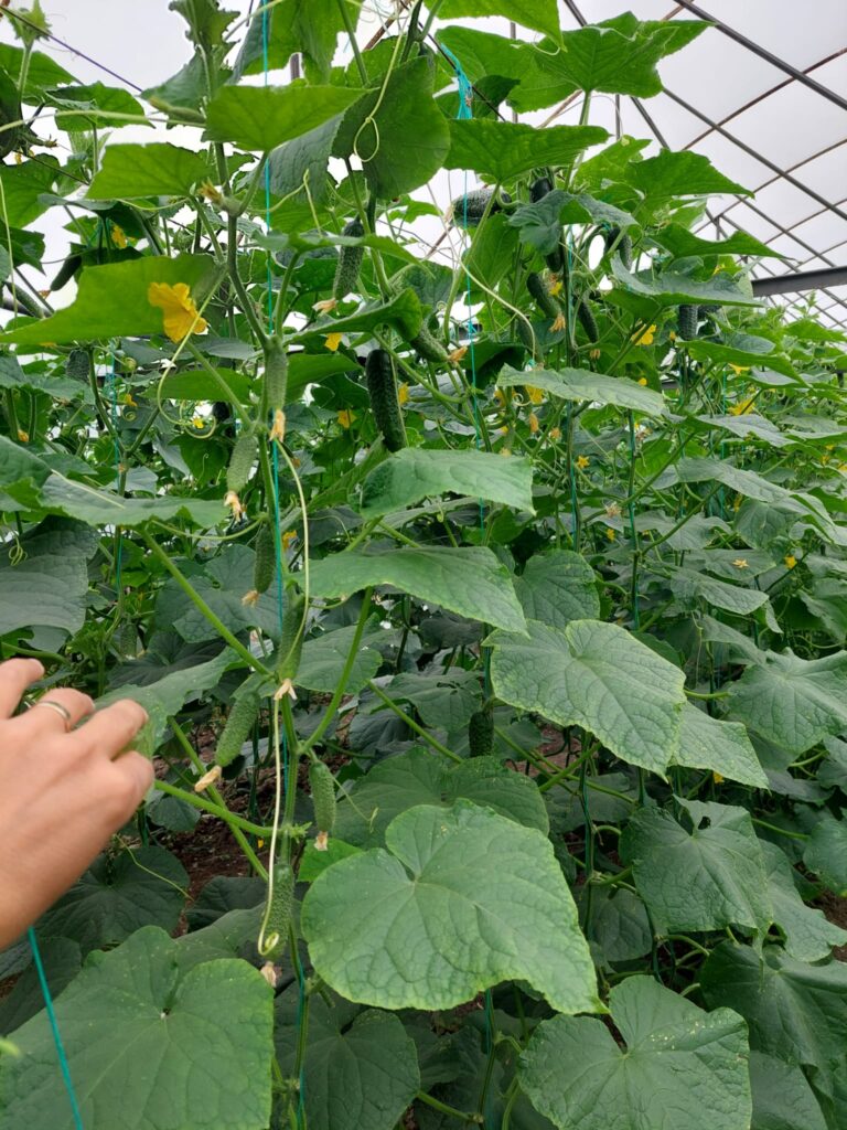 ecoplant-castraveti-08