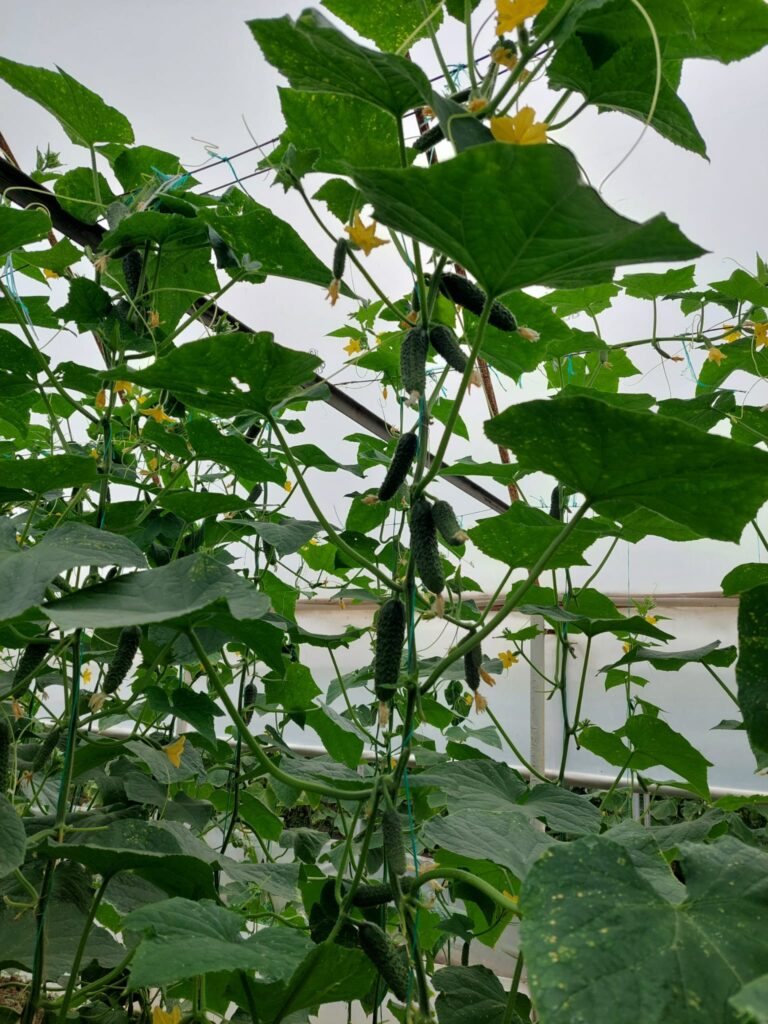 ecoplant-castraveti-09