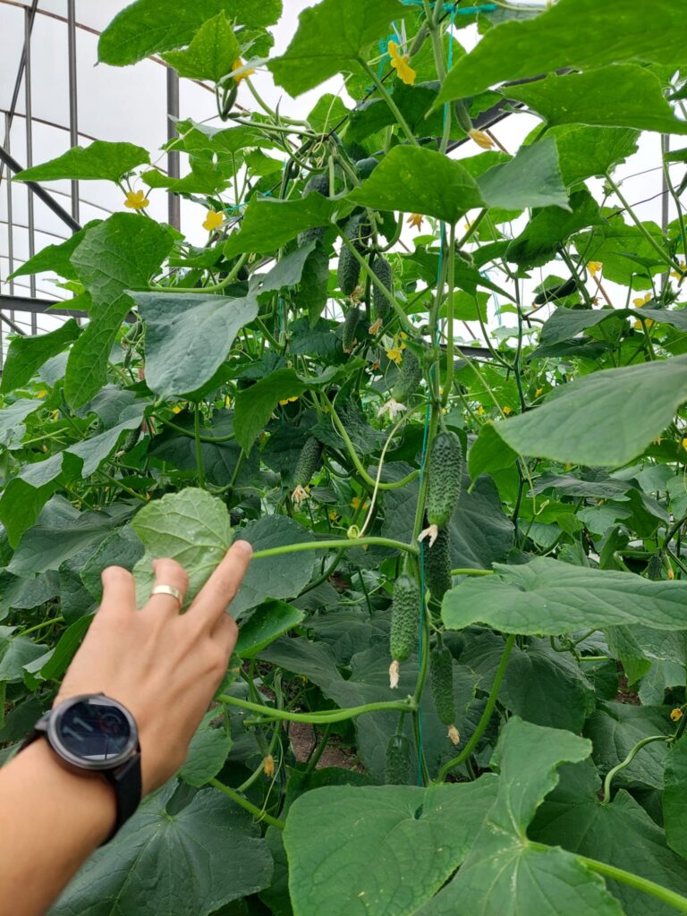 ecoplant-castraveti-10