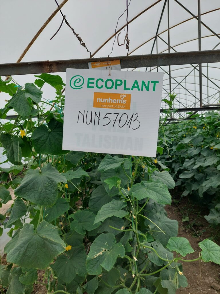 ecoplant-castraveti-11