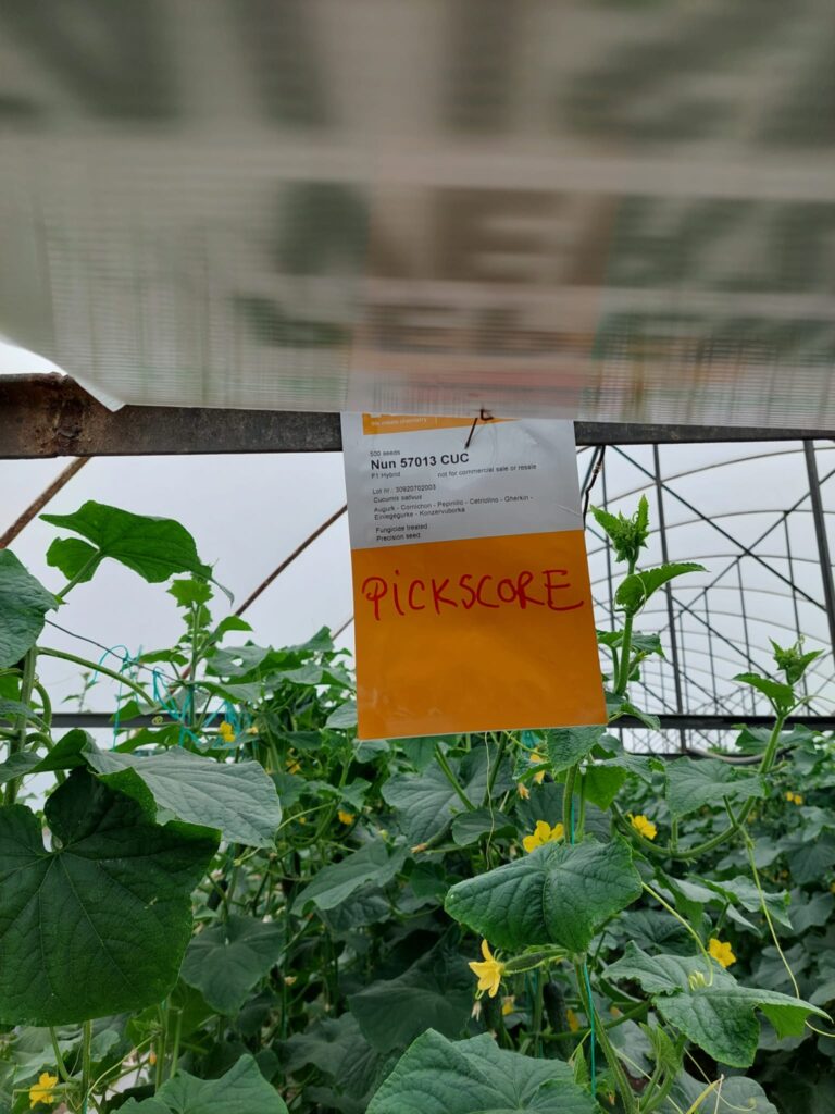 ecoplant-castraveti-12