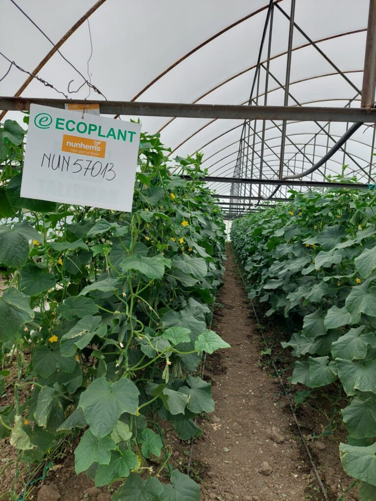 ecoplant-castraveti-13