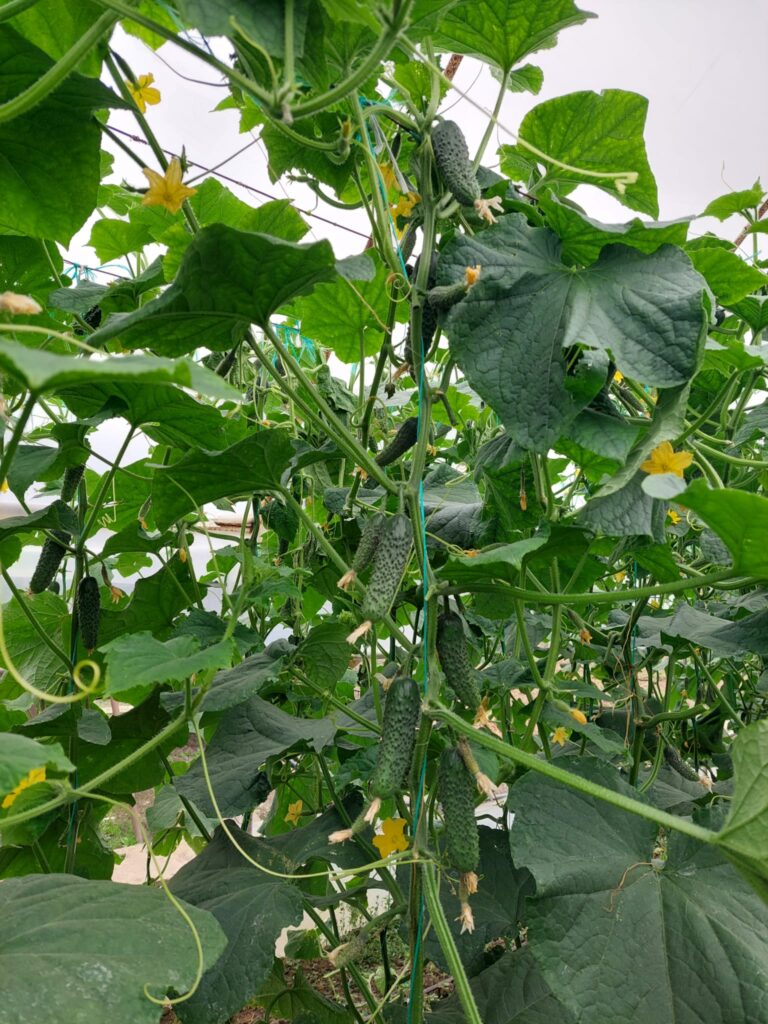 ecoplant-castraveti-14