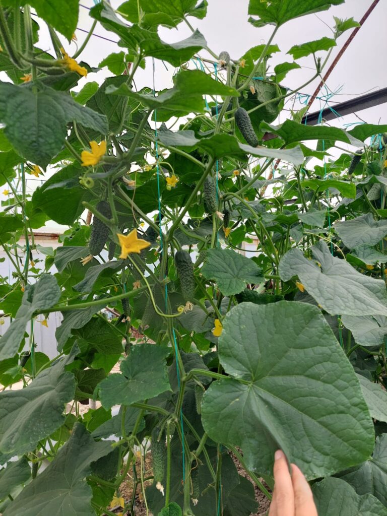 ecoplant-castraveti-15