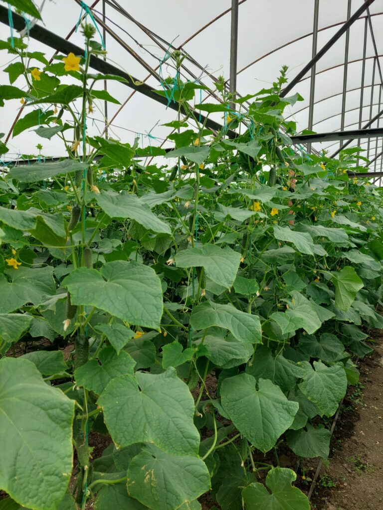 ecoplant-castraveti-16