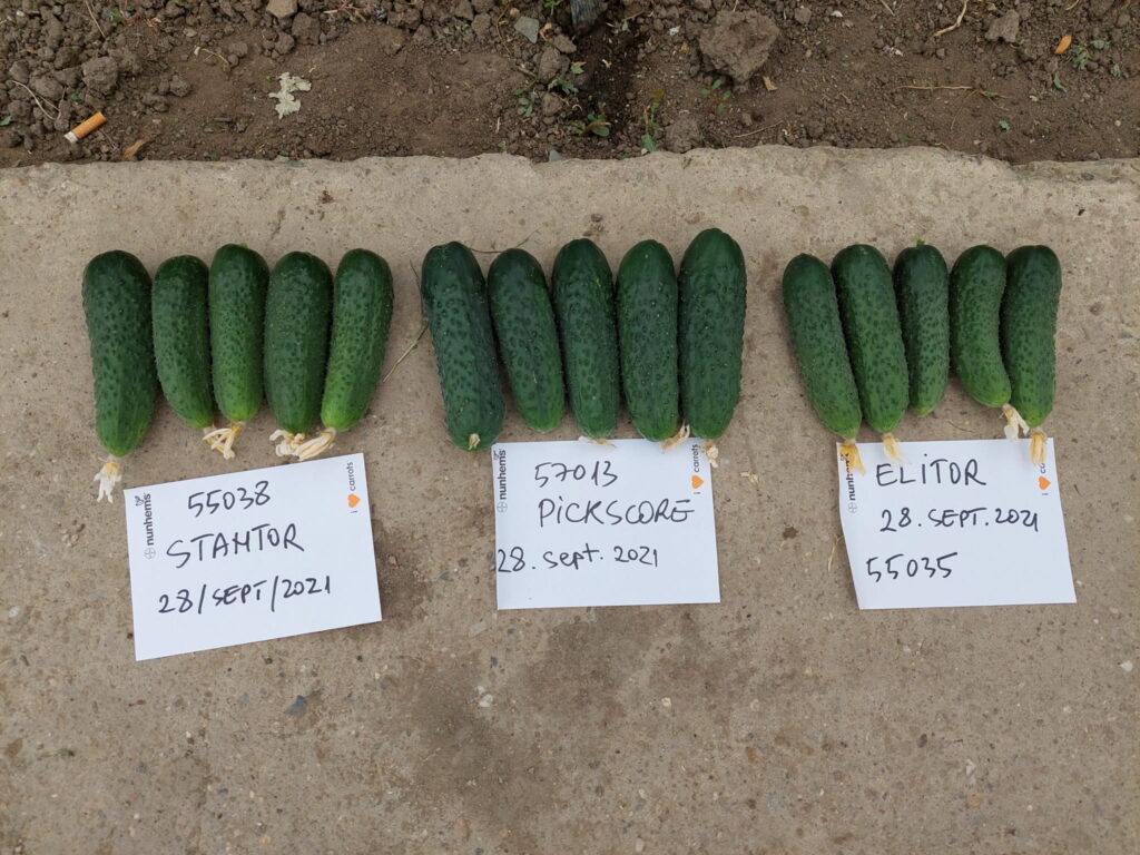 ecoplant-castraveti-17