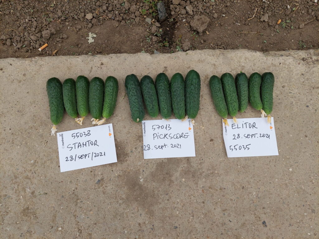 ecoplant-castraveti-18