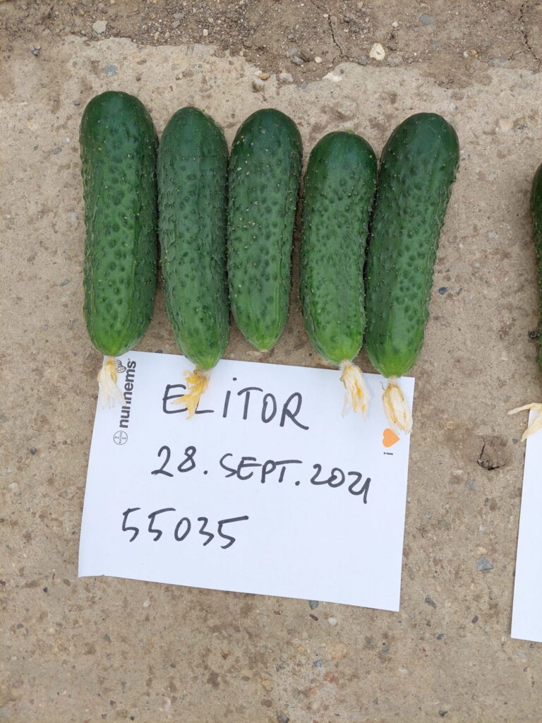 ecoplant-castraveti-19