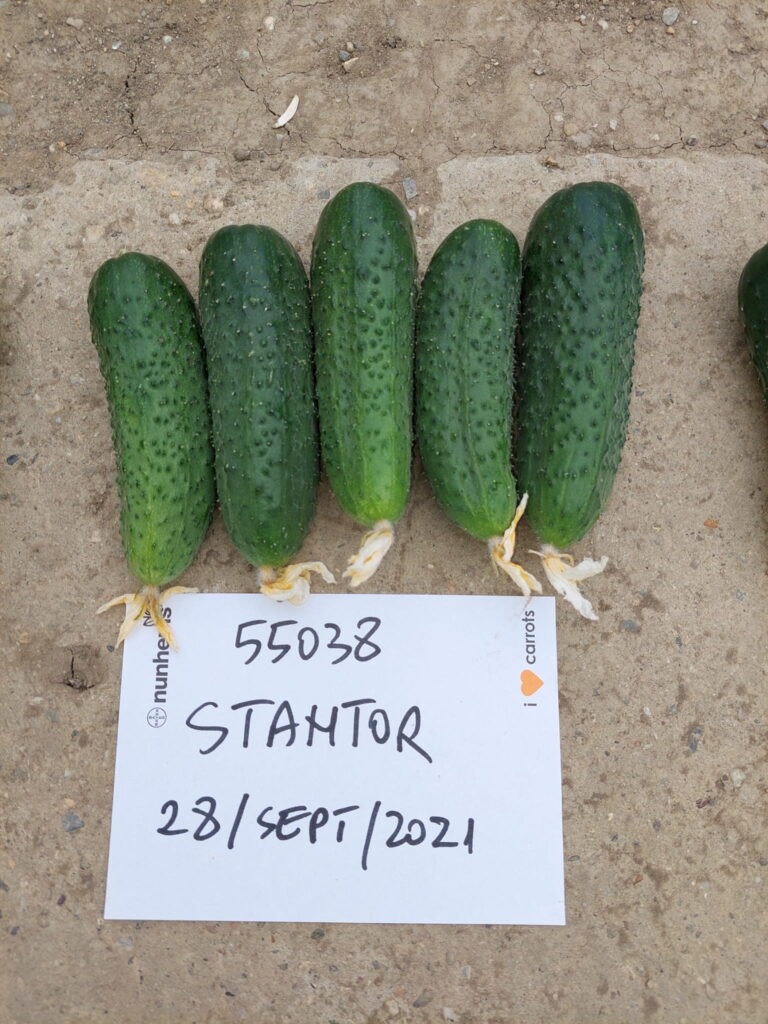 ecoplant-castraveti-20