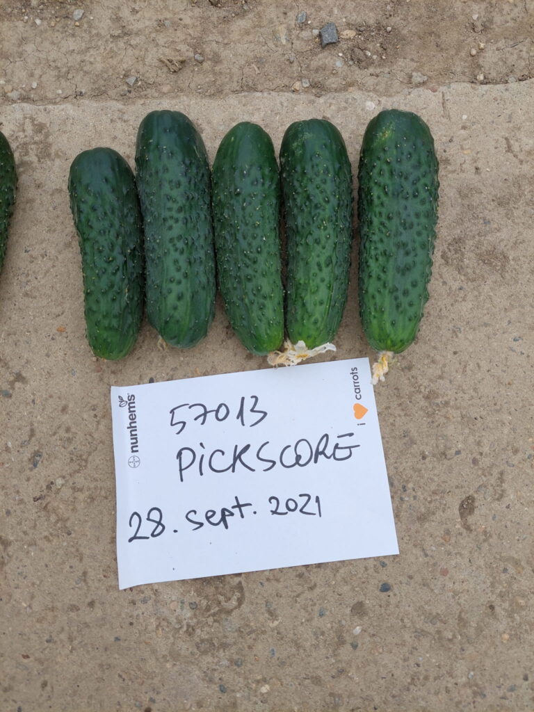 ecoplant-castraveti-21