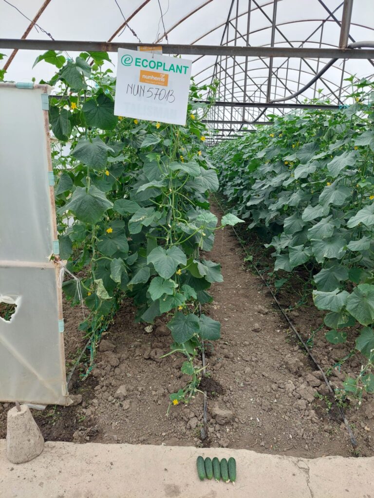 ecoplant-castraveti-22