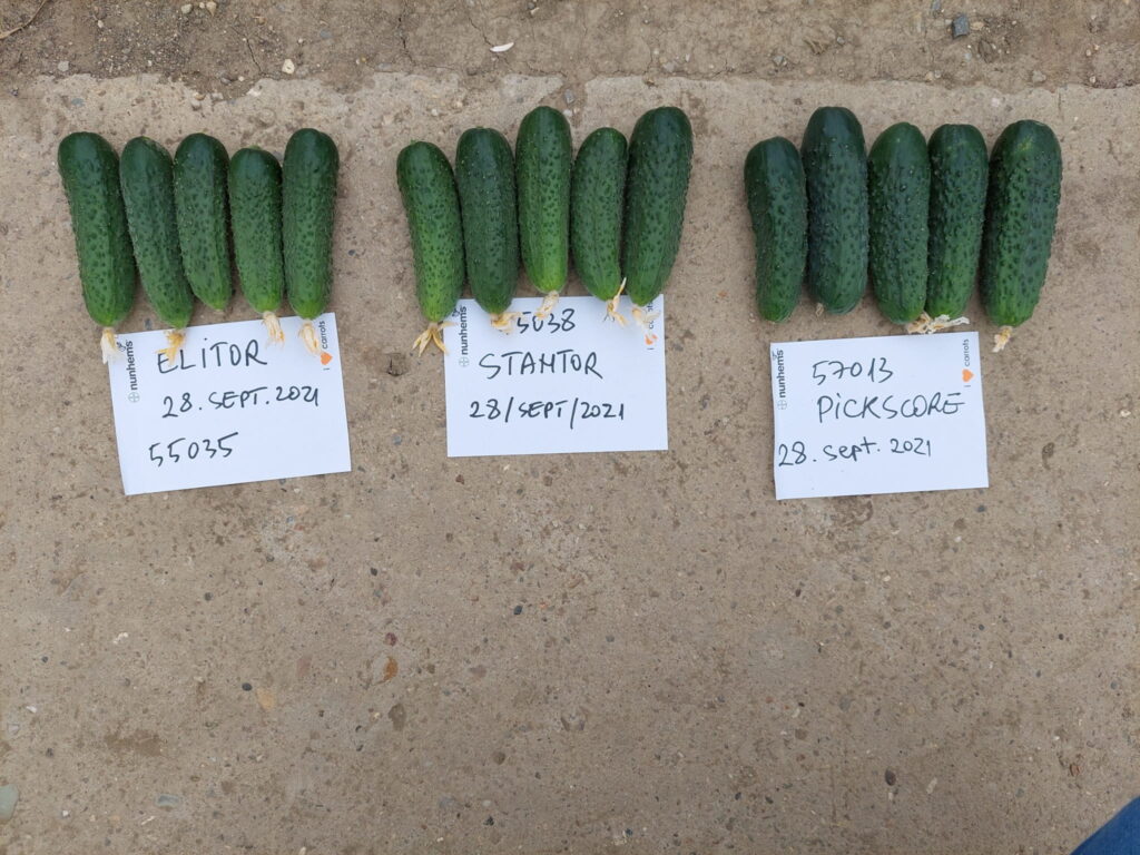 ecoplant-castraveti-23