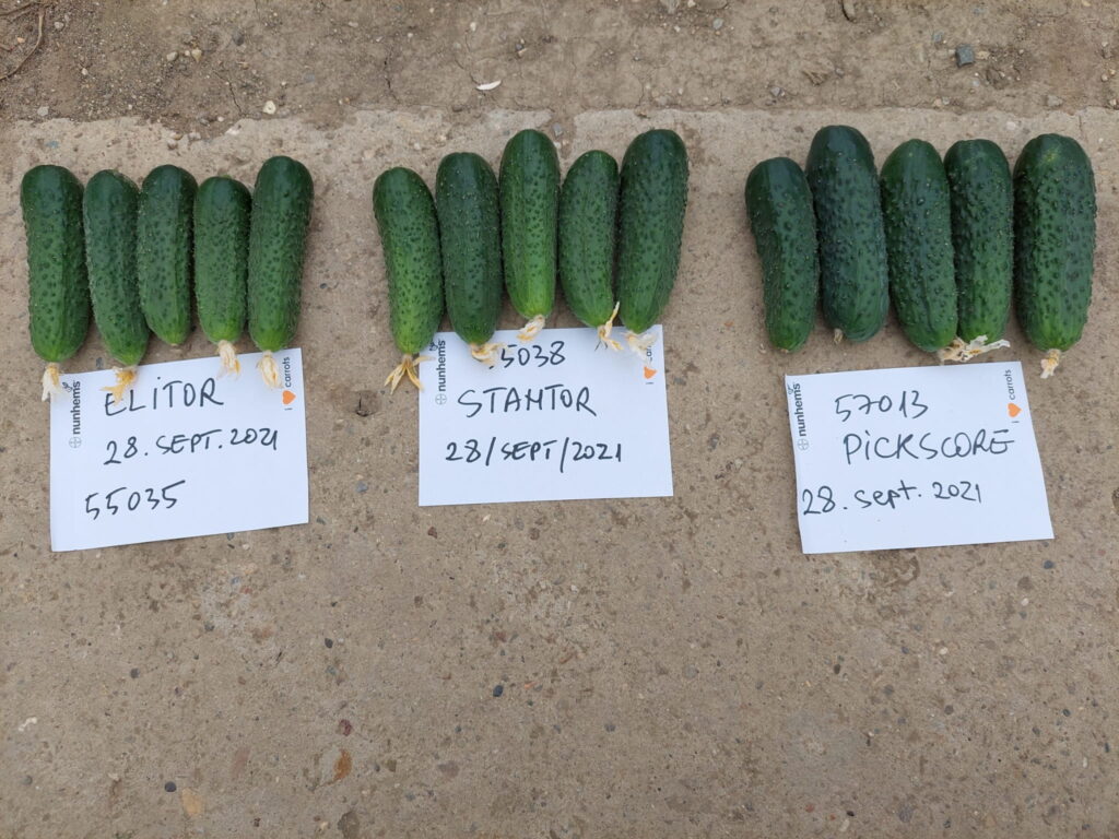 ecoplant-castraveti-24