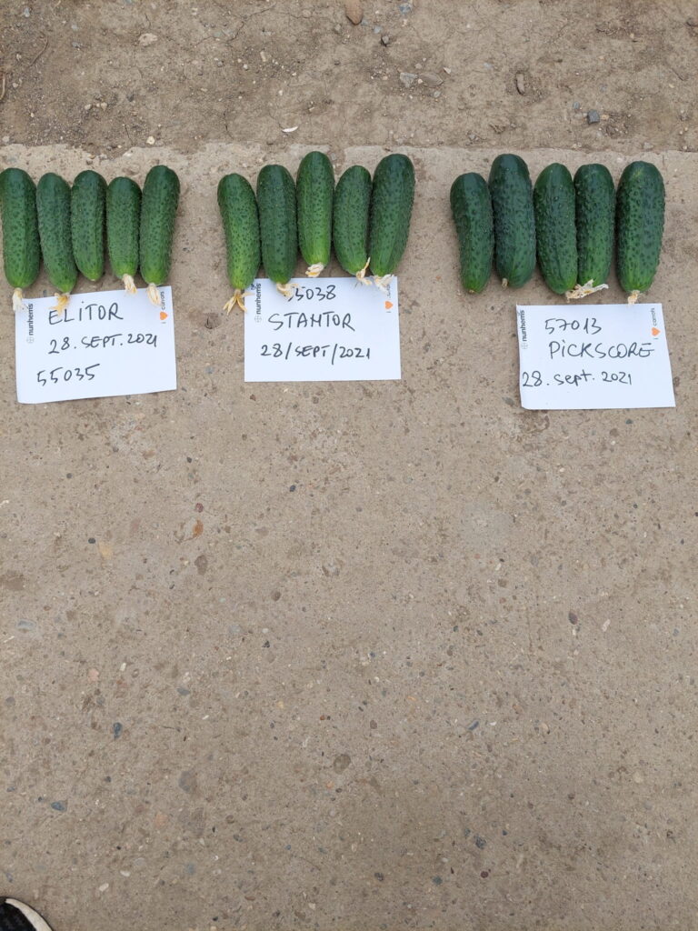 ecoplant-castraveti-25