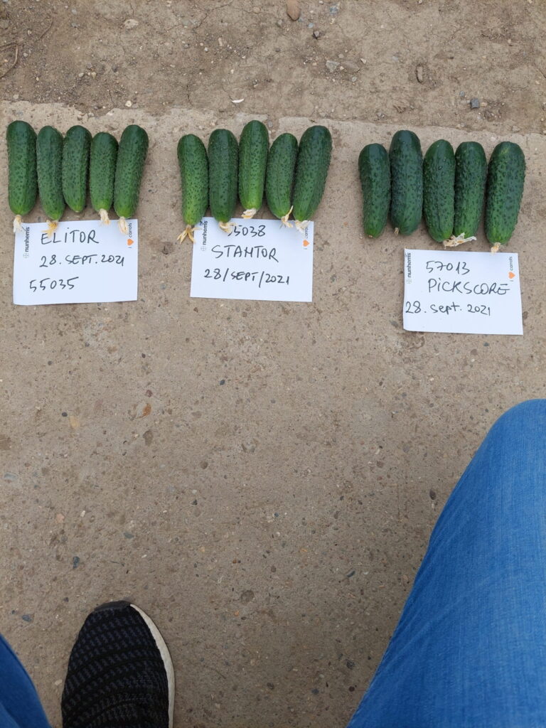 ecoplant-castraveti-26