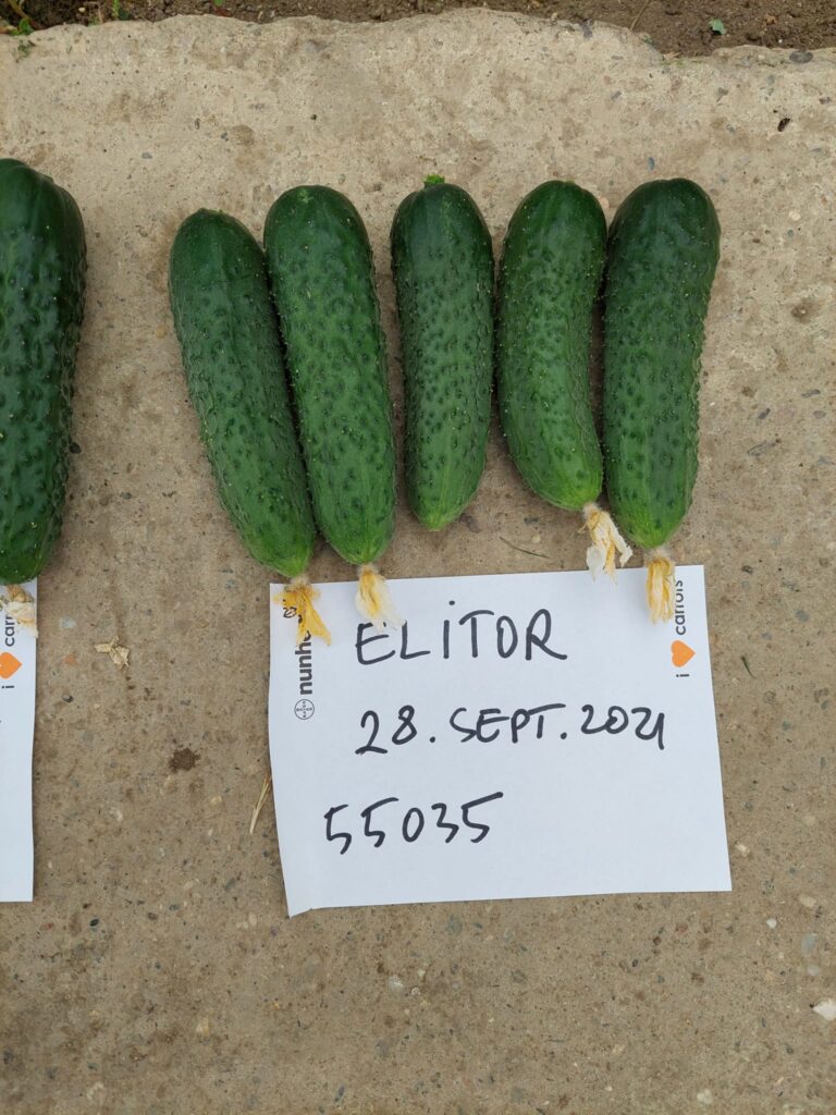 ecoplant-castraveti-27