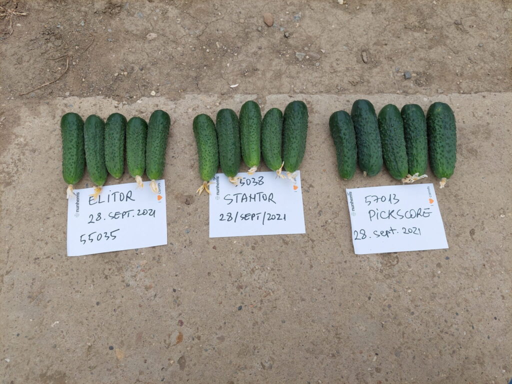 ecoplant-castraveti-28