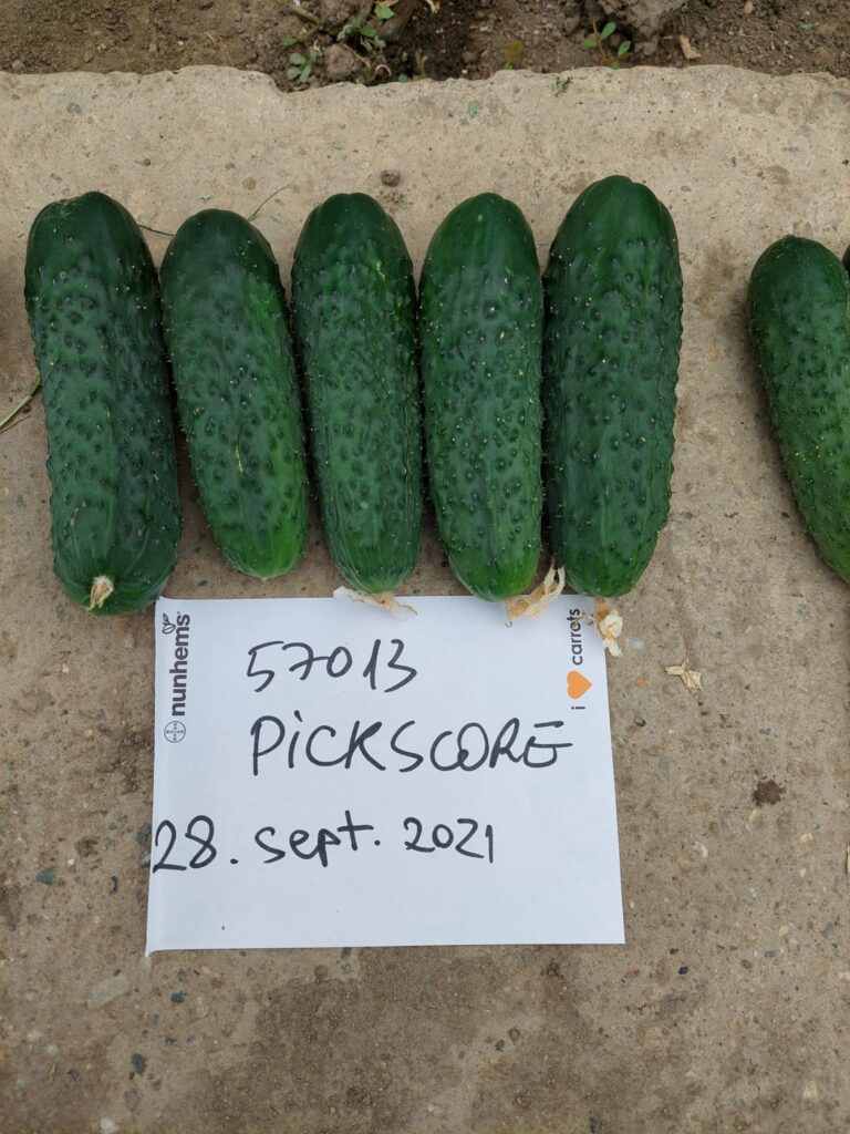 ecoplant-castraveti-29