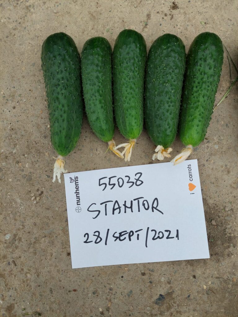 ecoplant-castraveti-32