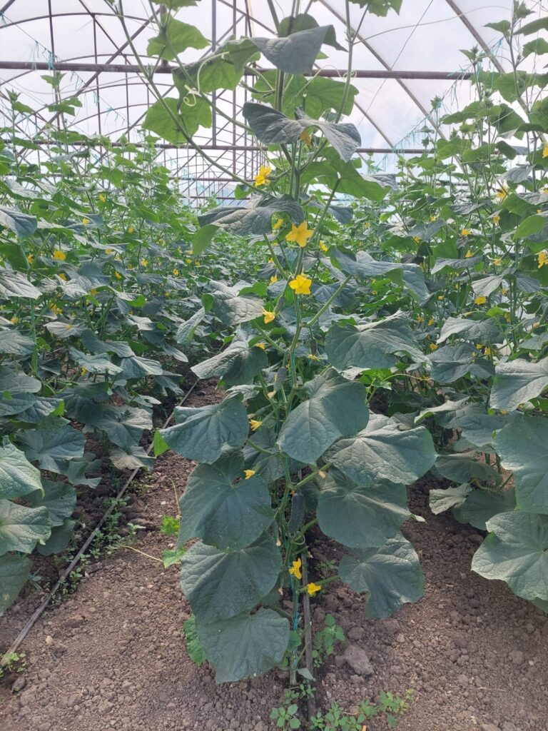 ecoplant-castraveti-33