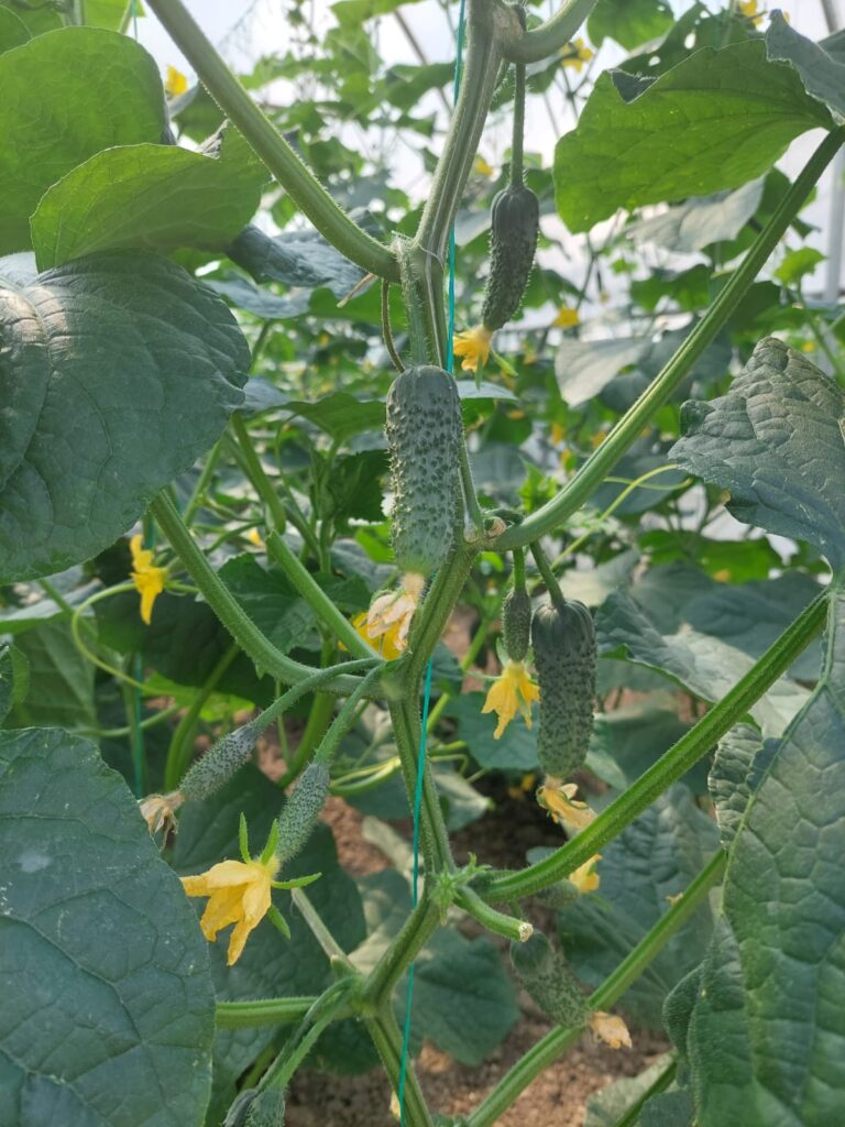 ecoplant-castraveti-34