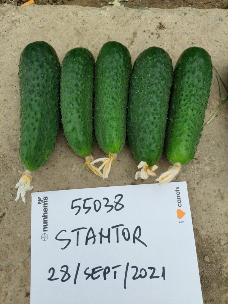 ecoplant-castraveti-37