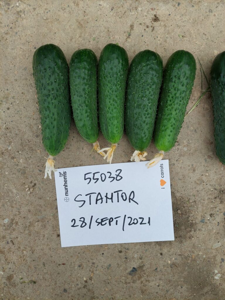 ecoplant-castraveti-38