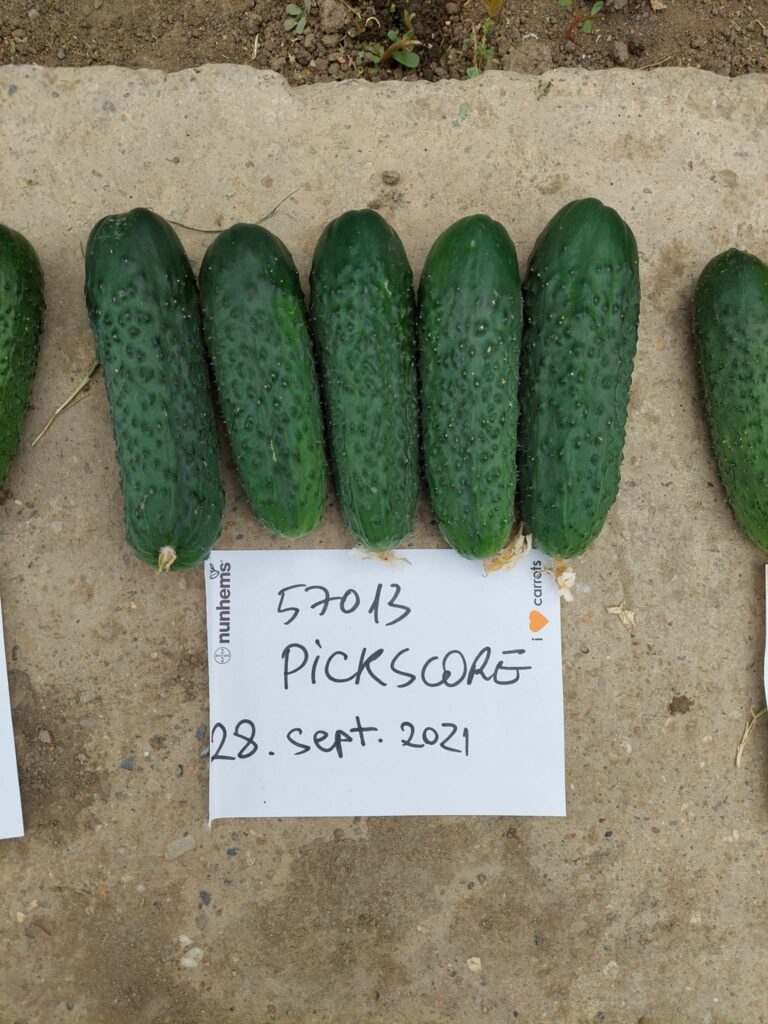 ecoplant-castraveti-39