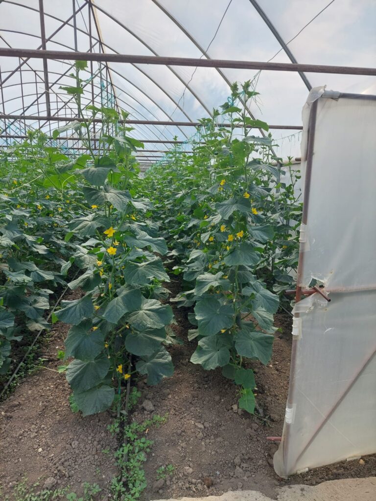 ecoplant-castraveti-40