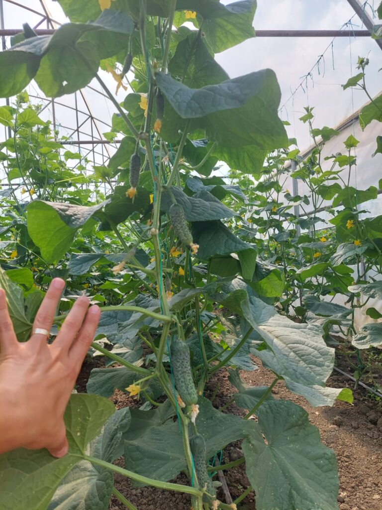 ecoplant-castraveti-41