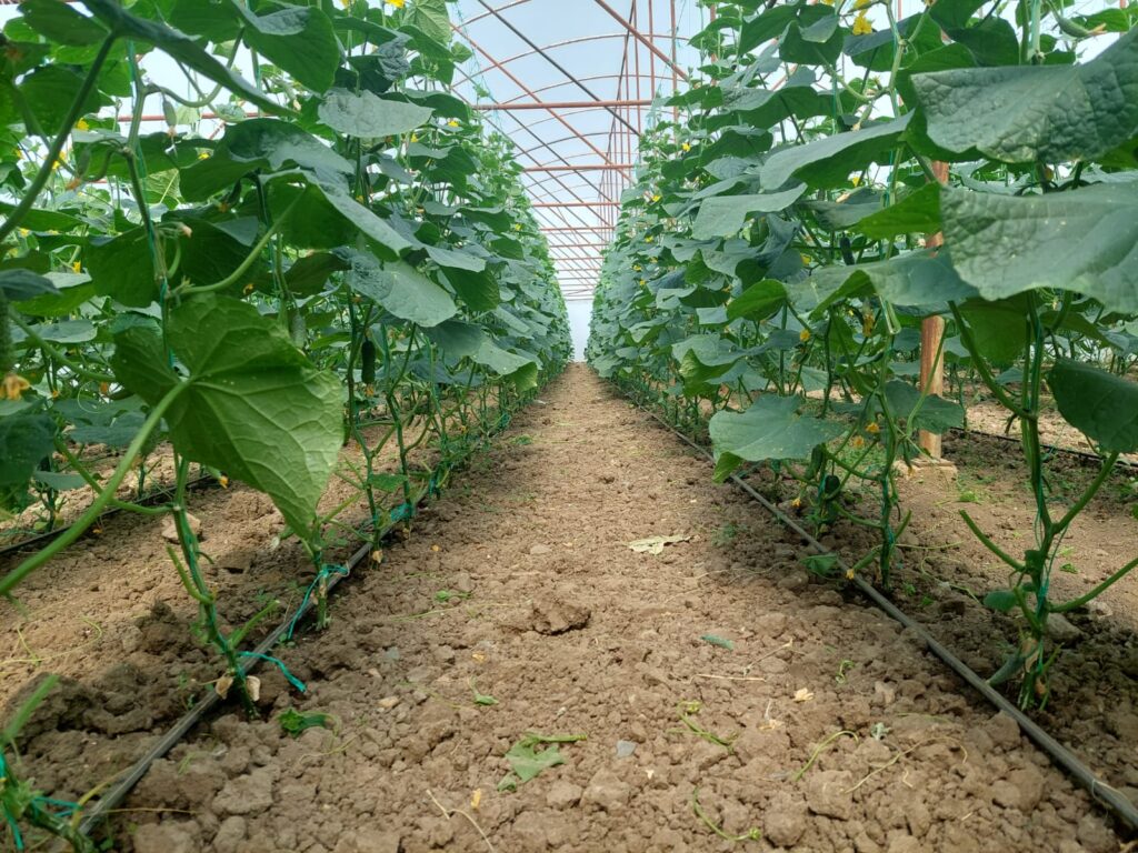 ecoplant-castraveti-42