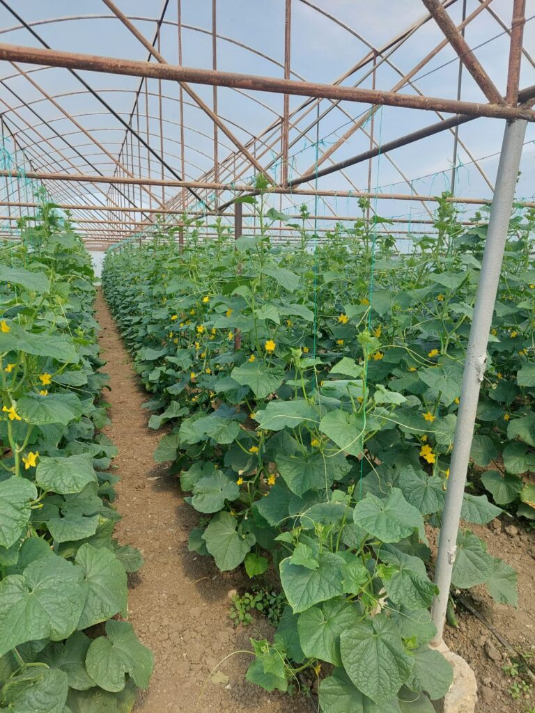 ecoplant-castraveti-43