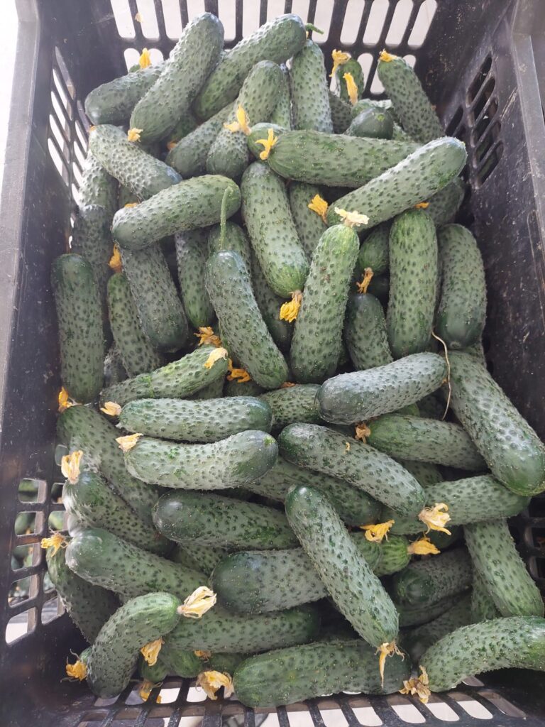 ecoplant-castraveti-44