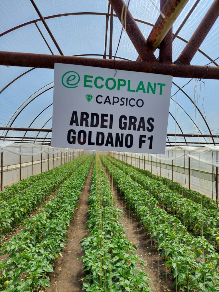 ecoplant-castraveti-45