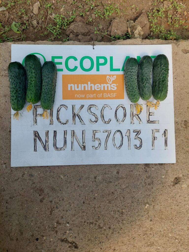 ecoplant-castraveti-46